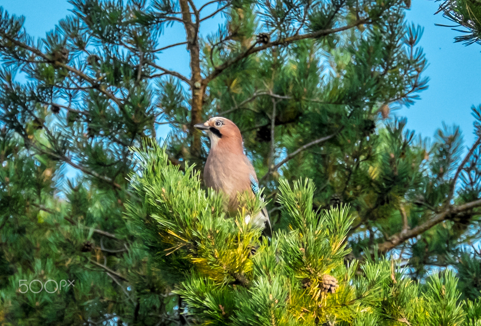 Fujifilm XF 100-400mm F4.5-5.6 R LM OIS WR sample photo. Eurasian jay photography