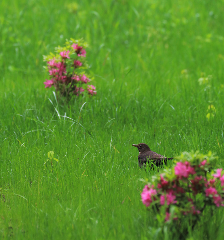 Canon EF 70-300mm F4-5.6L IS USM sample photo. Landed photography