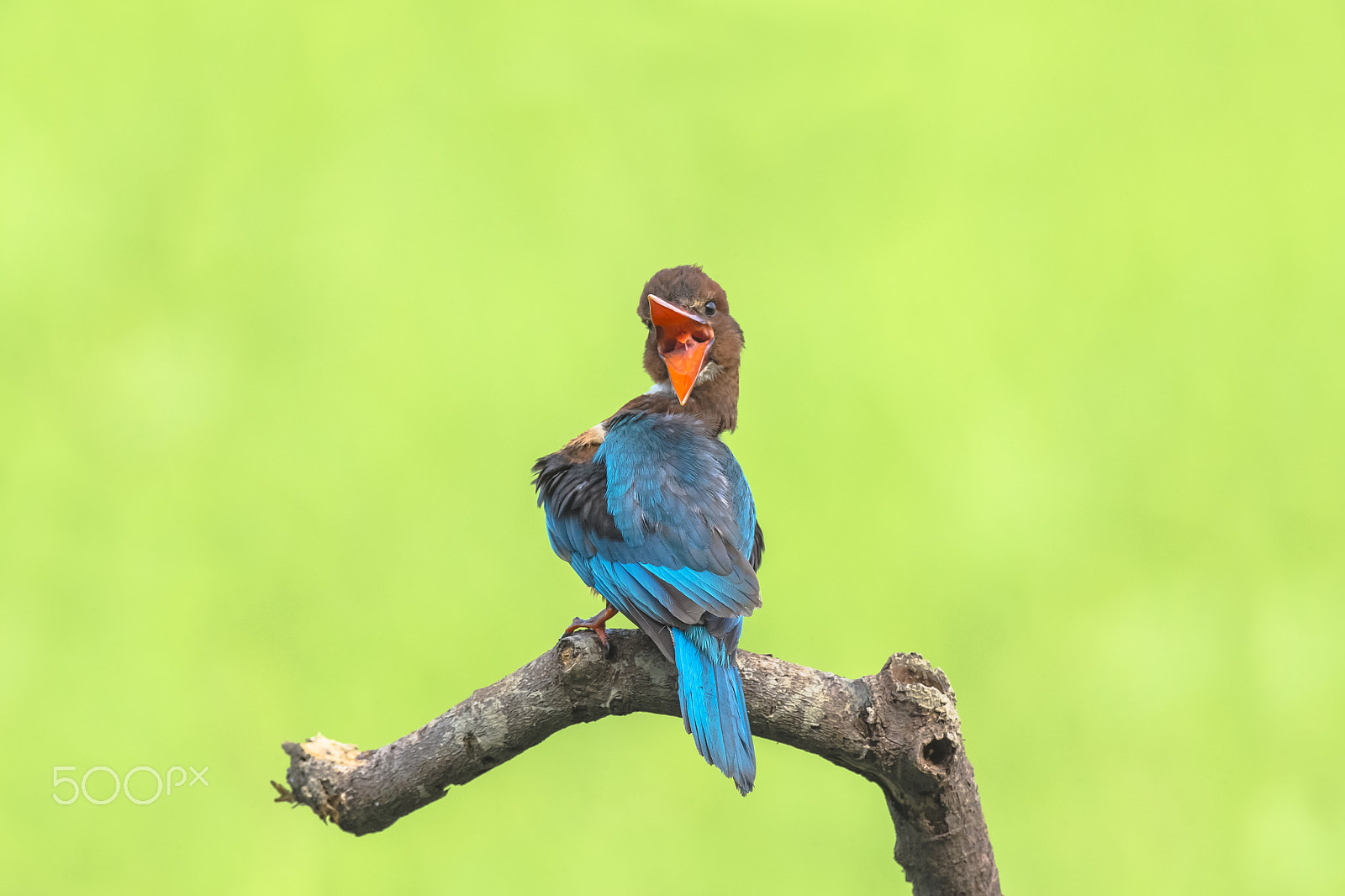 Canon EF 800mm F5.6L IS USM sample photo. Cute baby kingfisher photography