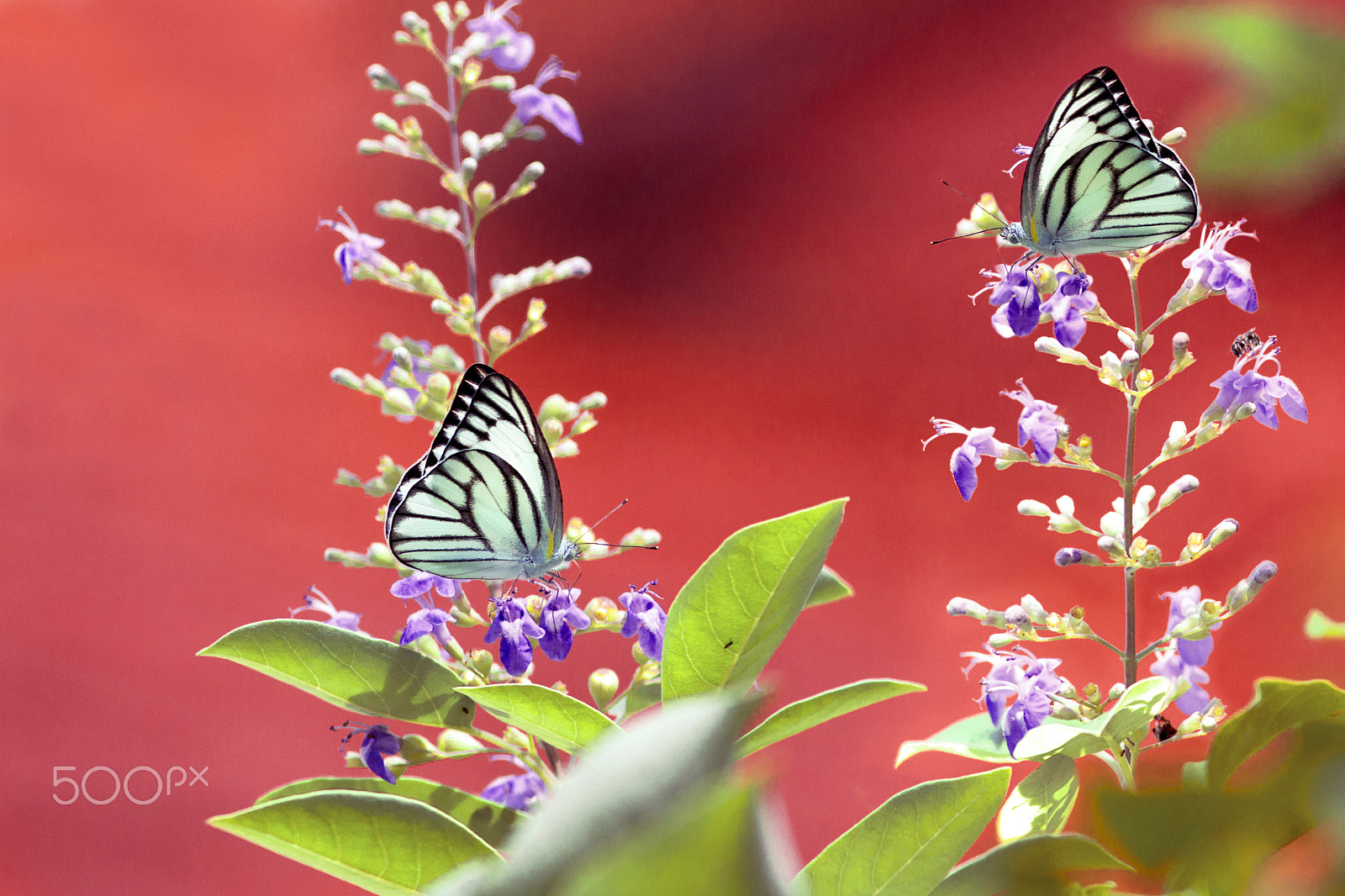 Canon EF 300mm F4L IS USM sample photo. Tweeting in autumn mood garden. photography