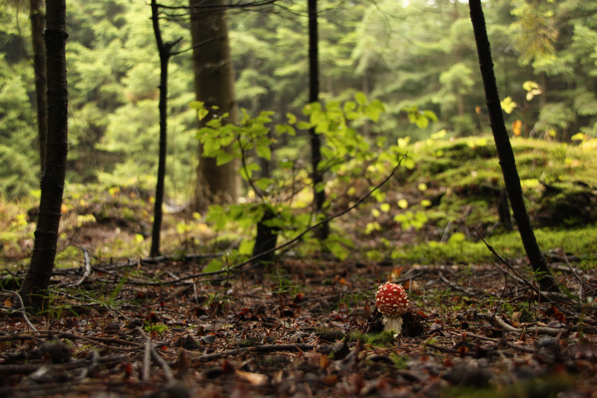 Canon EOS 500D (EOS Rebel T1i / EOS Kiss X3) + Sigma 18-200mm f/3.5-6.3 DC OS sample photo. Little red toadstool photography