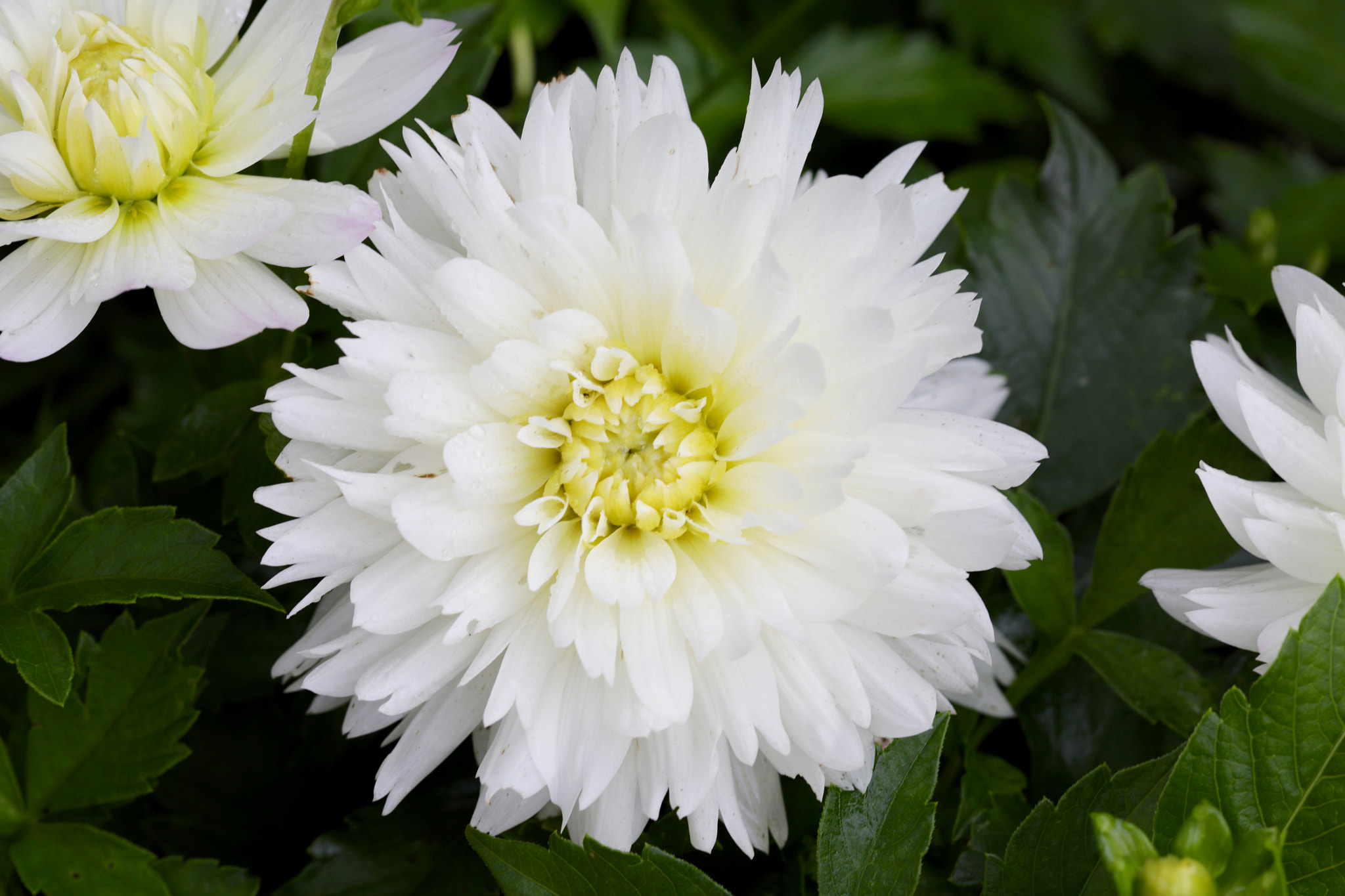 Canon EF 100mm F2.8L Macro IS USM sample photo. Fall flowers photography