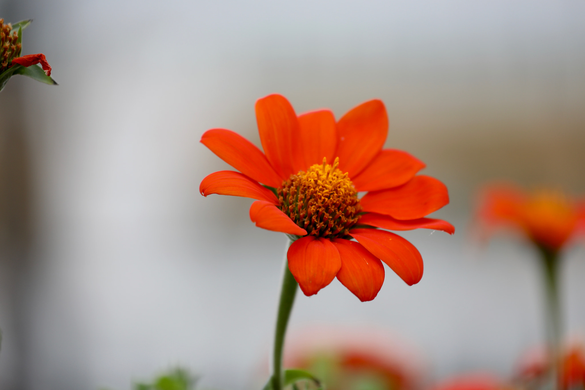 Canon EF 70-300mm F4-5.6L IS USM sample photo. Color of fall photography