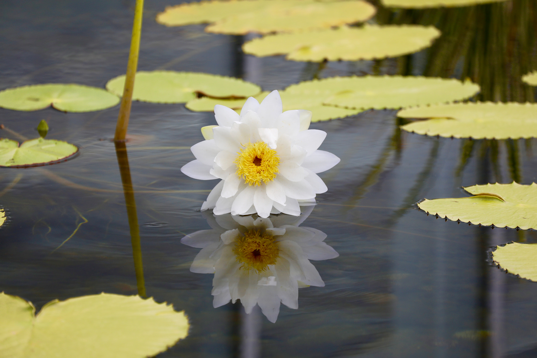 Canon EF 70-300mm F4-5.6L IS USM sample photo. Reflection photography