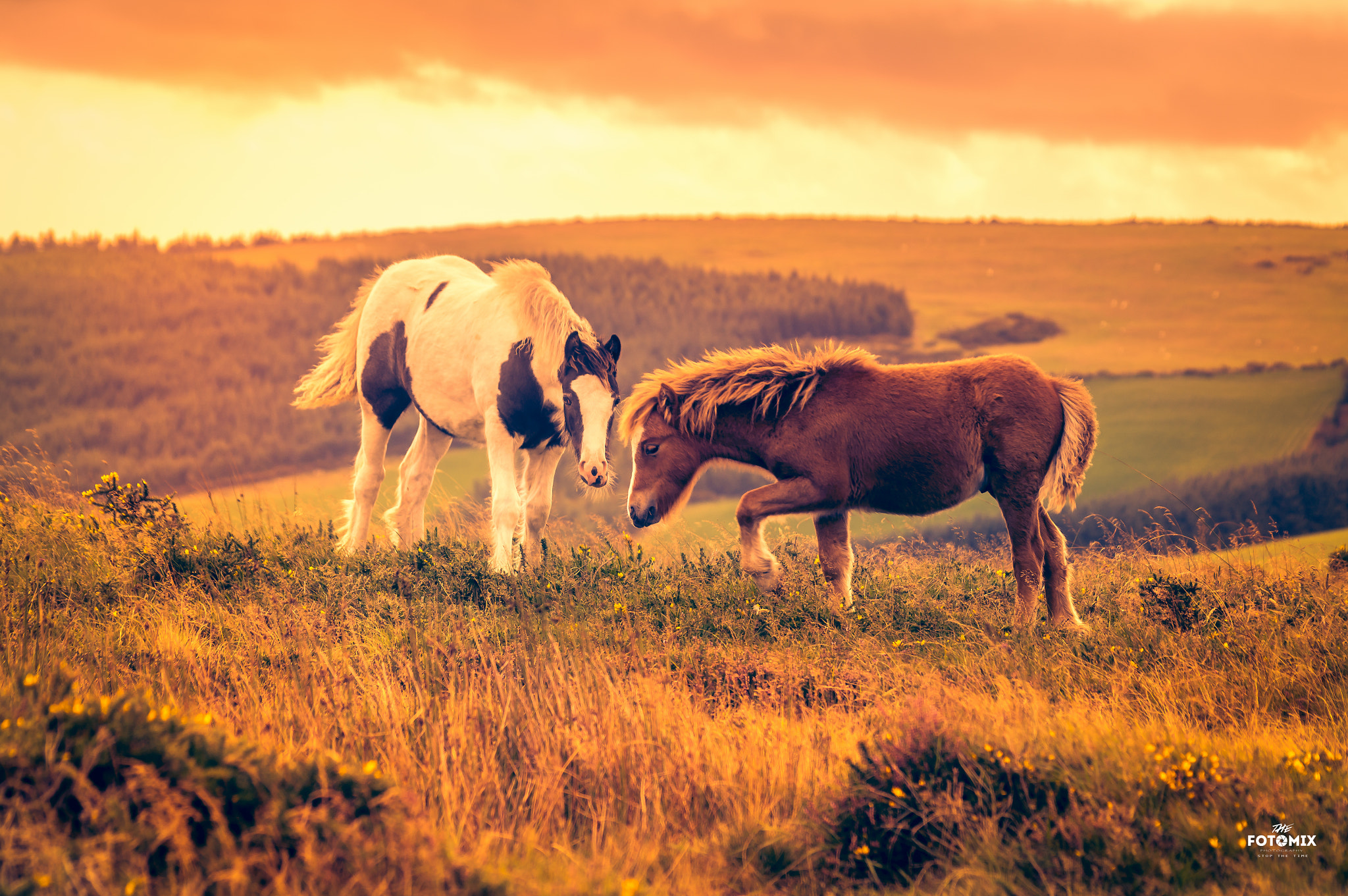 Sony SLT-A55 (SLT-A55V) sample photo. Horses photography