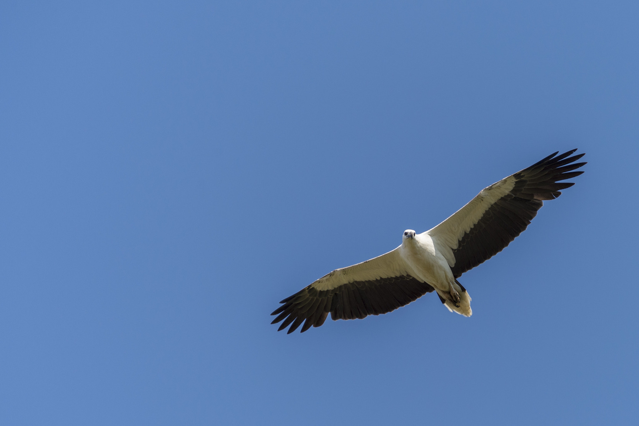 Nikon D4 sample photo. White-bellied sea-eagle photography