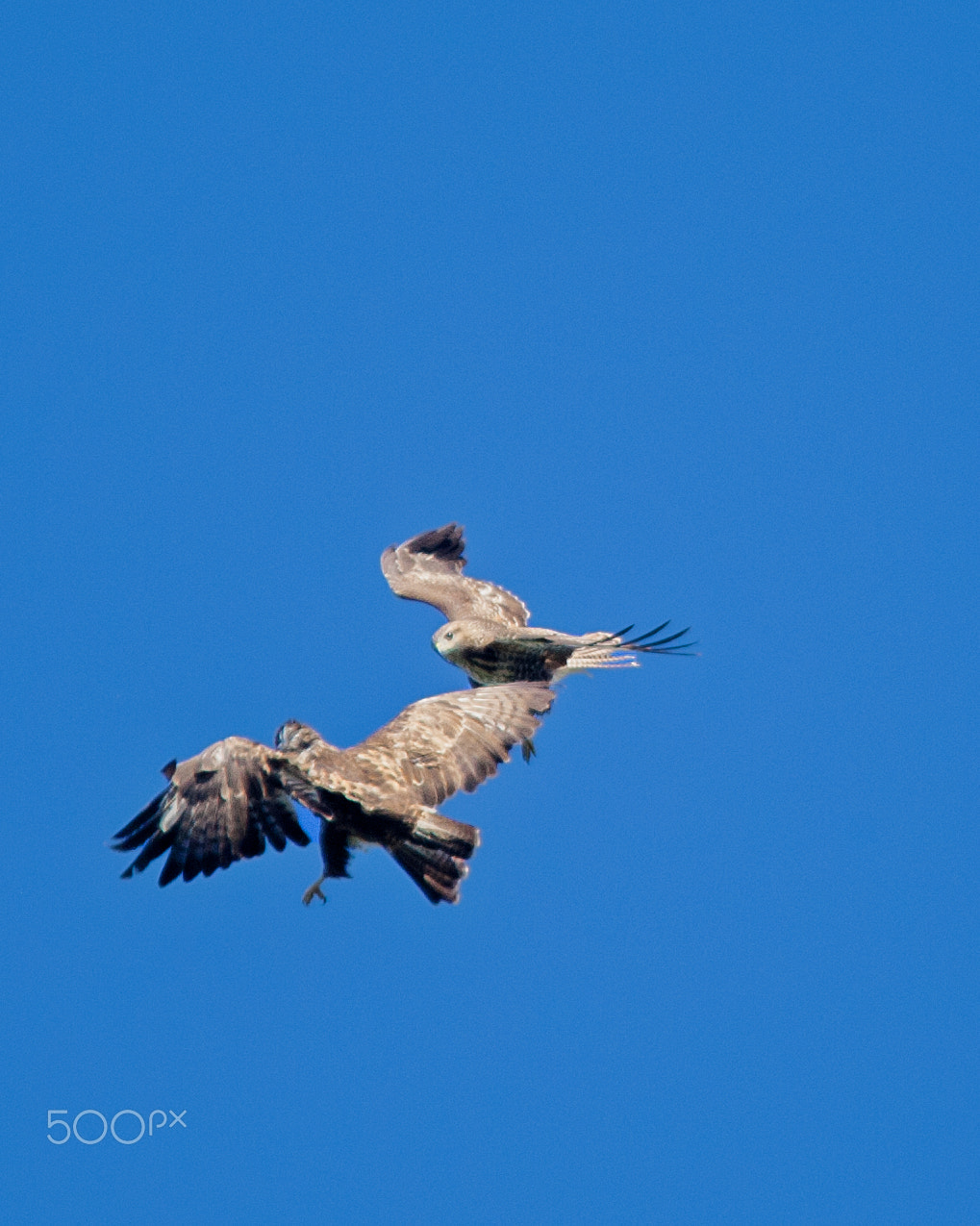 Canon EOS-1D Mark III + Sigma 150-500mm F5-6.3 DG OS HSM sample photo. Fighting buzzards photography