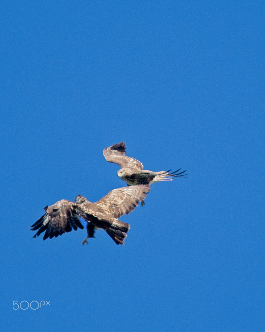 Sigma 150-500mm F5-6.3 DG OS HSM sample photo. Fighting buzzards photography