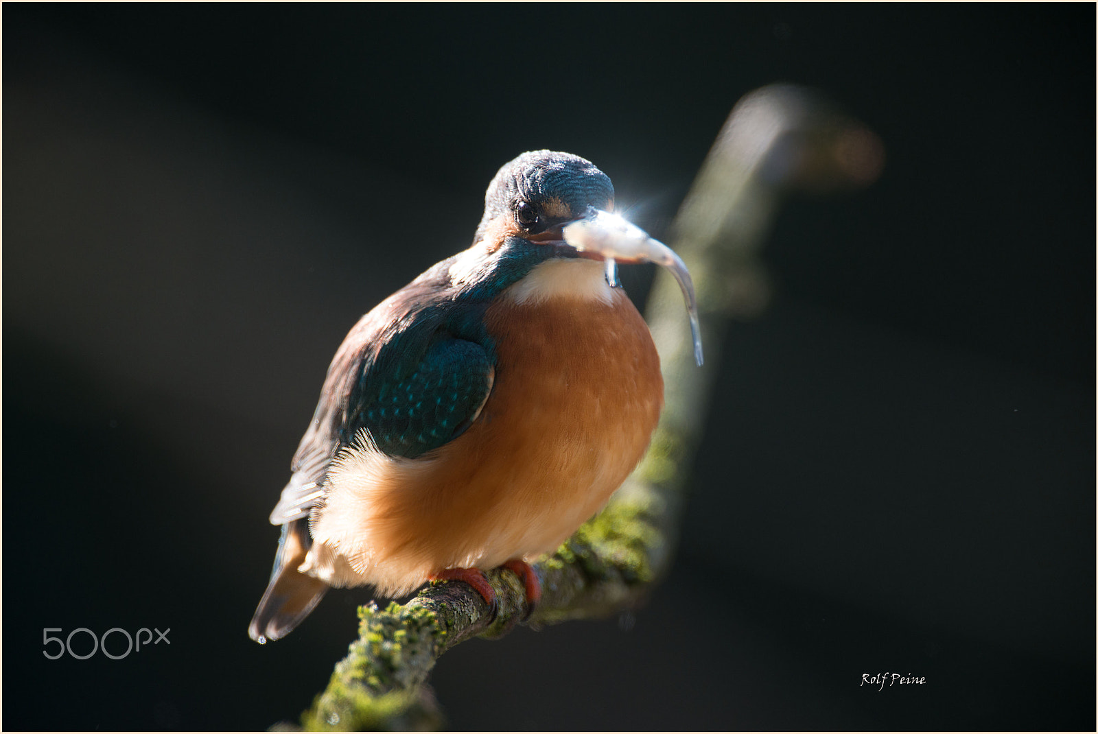 Nikon AF-S Nikkor 500mm F4D ED-IF II sample photo. Glitzerfisch photography