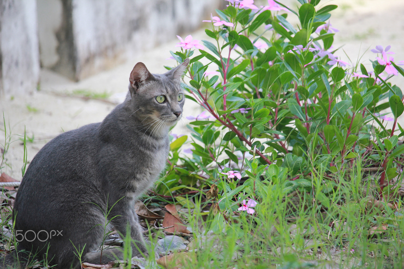 Canon EOS 550D (EOS Rebel T2i / EOS Kiss X4) sample photo. Img photography