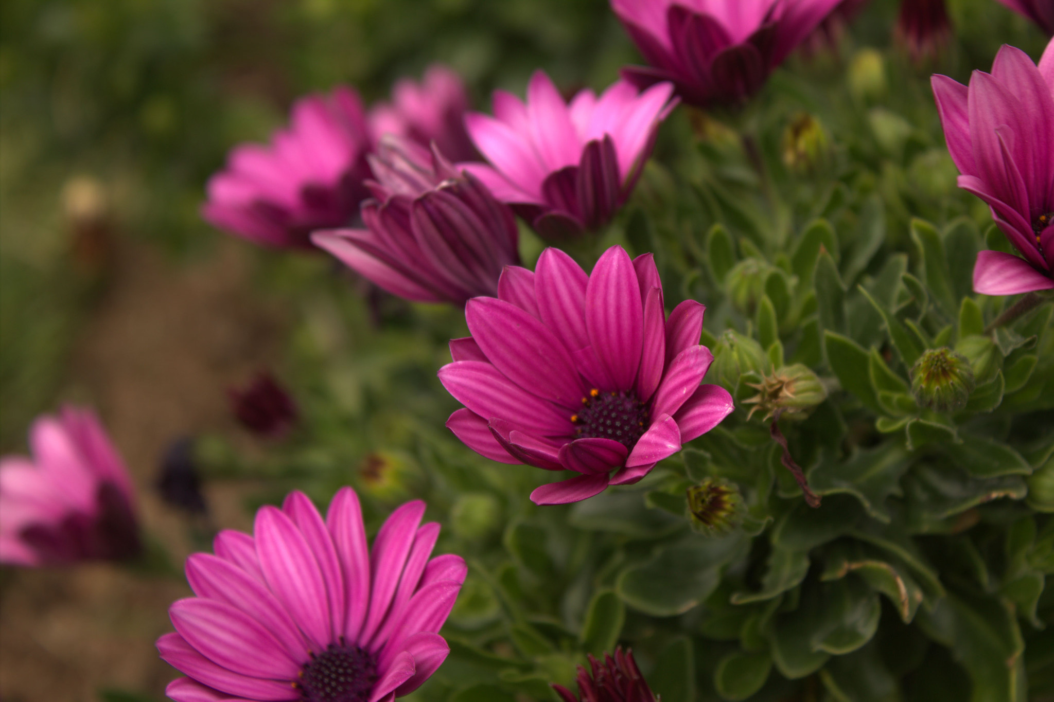 Canon EF 28mm F2.8 sample photo. Img photography