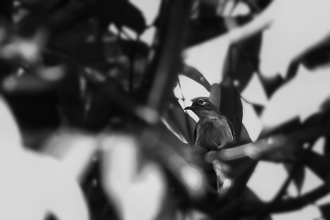Canon EF 70-200mm F2.8L USM sample photo. As free as bird photography