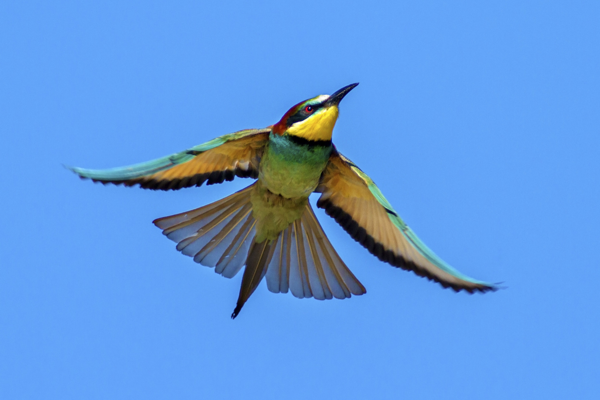 Canon EF 300mm f/2.8L + 2x sample photo. Bee eater photography