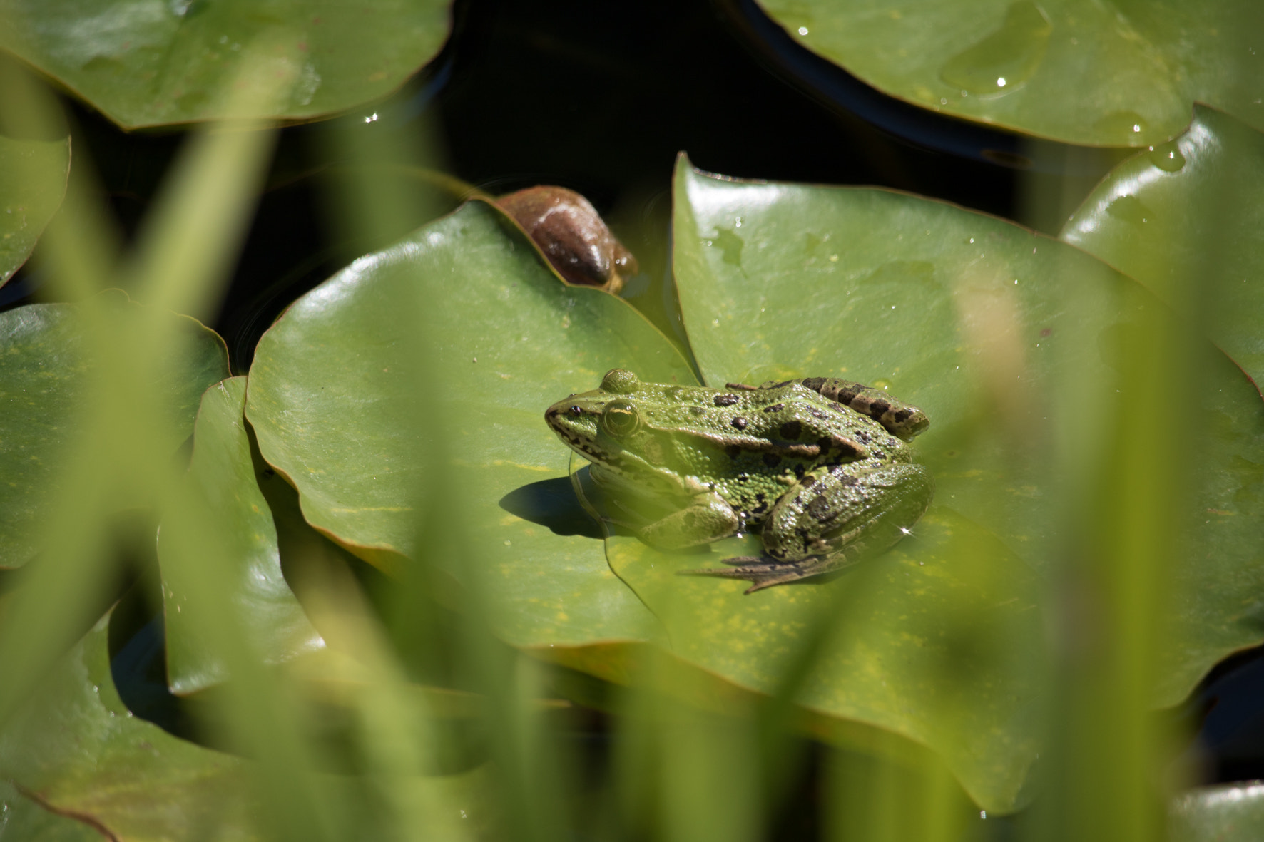 Canon EOS 760D (EOS Rebel T6s / EOS 8000D) + Canon EF-S 55-250mm F4-5.6 IS STM sample photo. Img photography