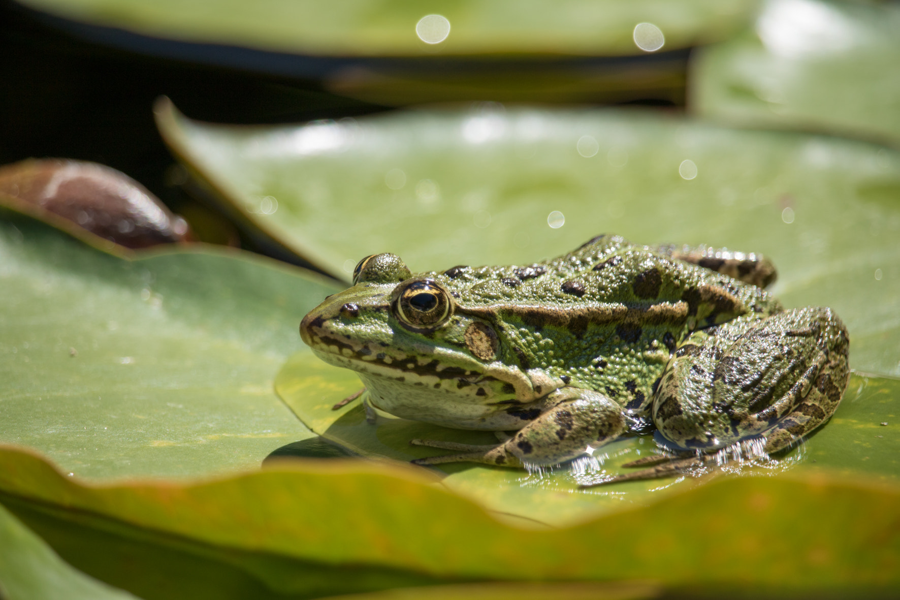 Canon EF-S 55-250mm F4-5.6 IS STM sample photo. Img photography