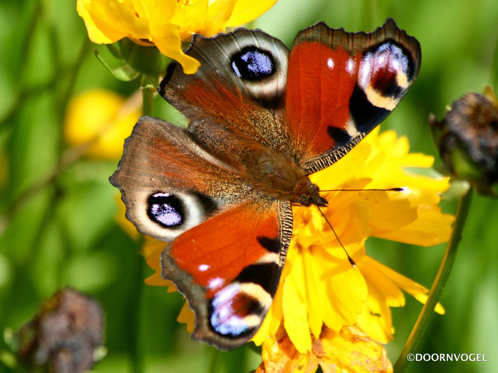 Canon EF 70-300mm F4-5.6 IS USM sample photo. Peacock butterfly photography