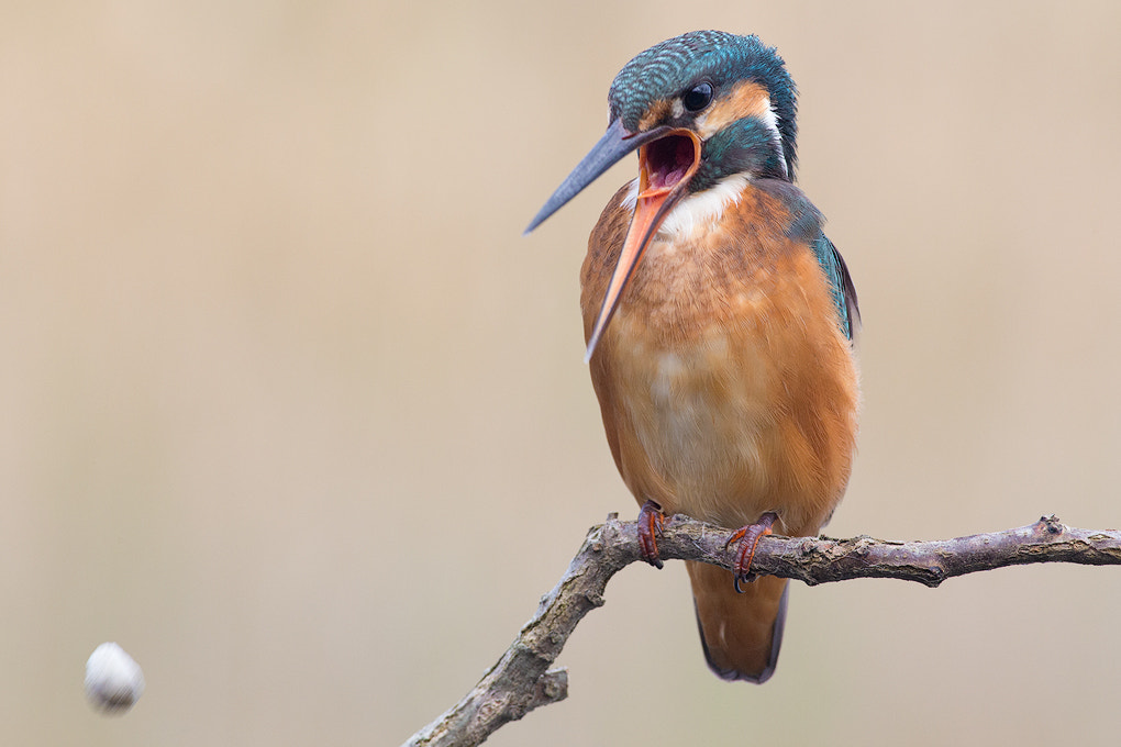 Canon EOS 6D + Canon EF 400mm F5.6L USM sample photo. Alcedo atthis photography