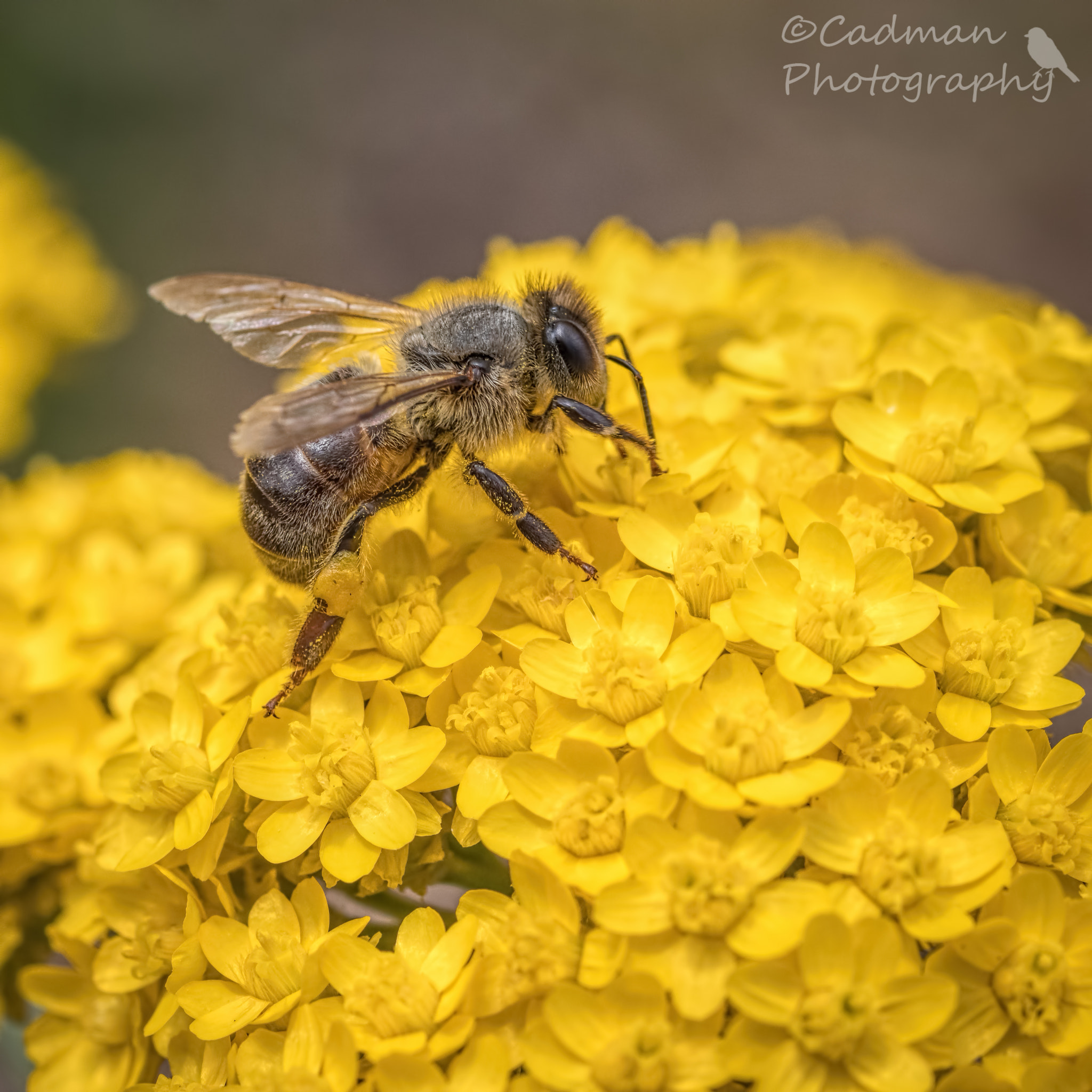 Tamron SP AF 90mm F2.8 Di Macro sample photo. Bee on wildflowers photography