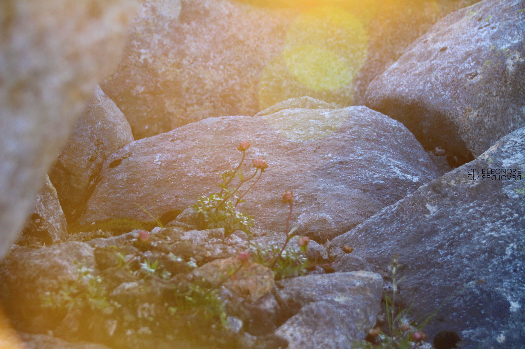 Sigma 18-250mm F3.5-6.3 DC OS HSM sample photo. Rock flowers photography