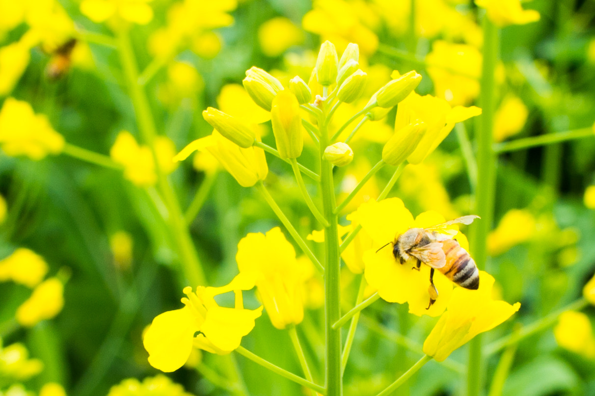 Nikon Df + Nikon AF-S Nikkor 35mm F1.8G ED sample photo. Honey bee flowers photography