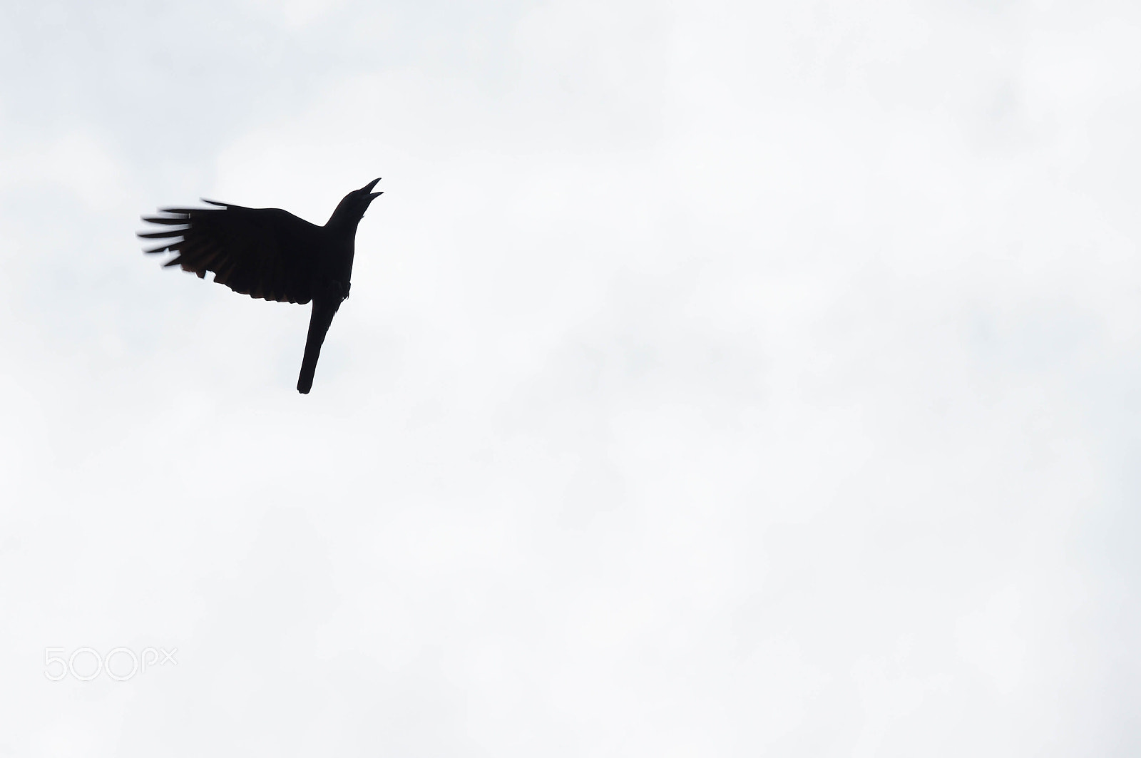 Sony DT 16-105mm F3.5-5.6 sample photo. A crow in the sky photography