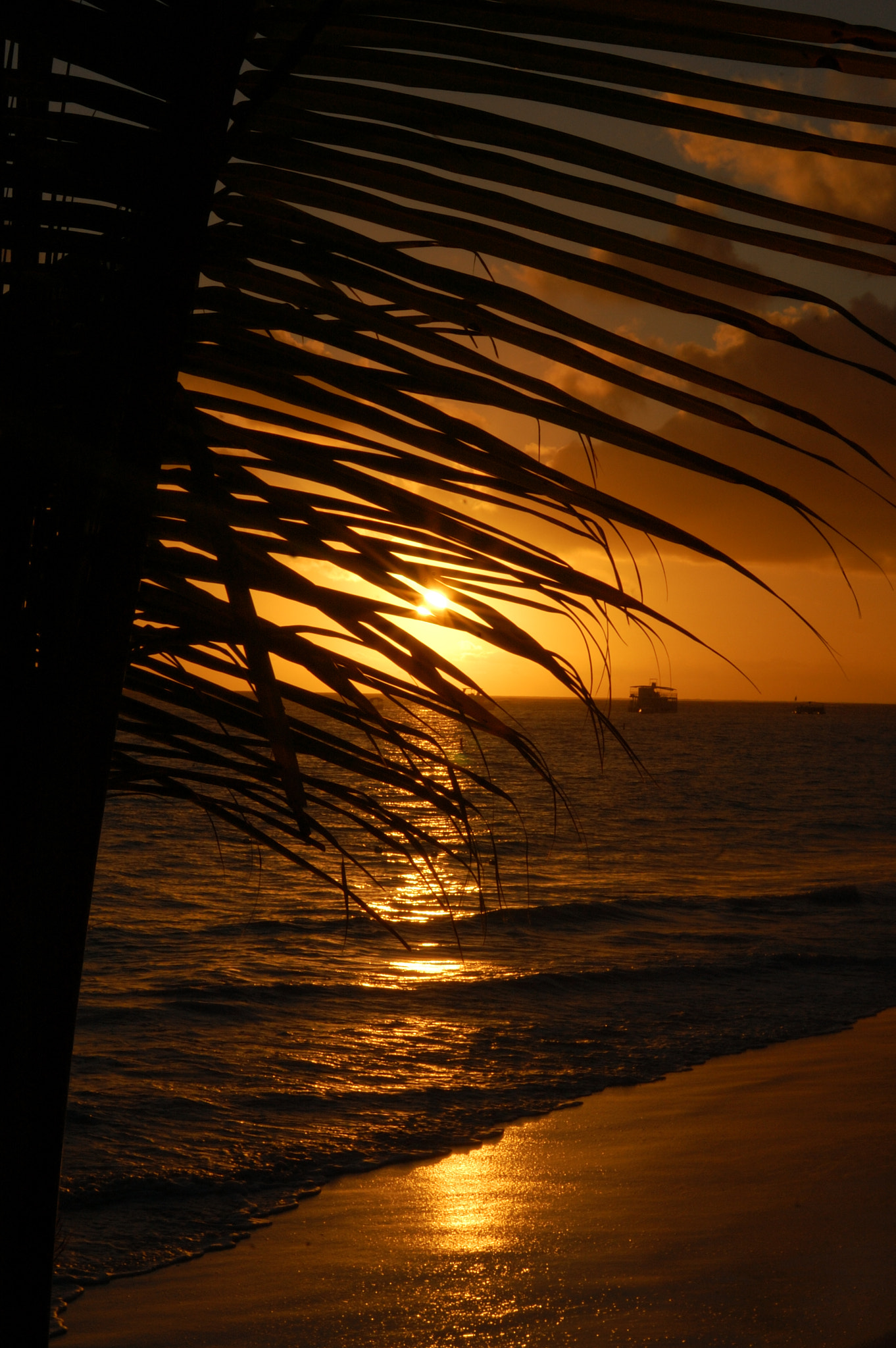 AF Zoom-Nikkor 35-80mm f/4-5.6D N sample photo. The palms photography