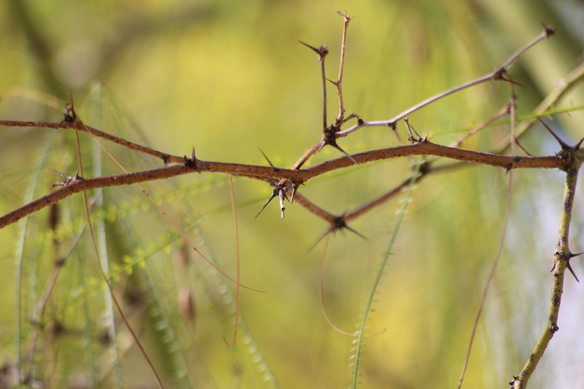 Sigma 70-300mm F4-5.6 APO DG Macro sample photo. Castelldefels photography