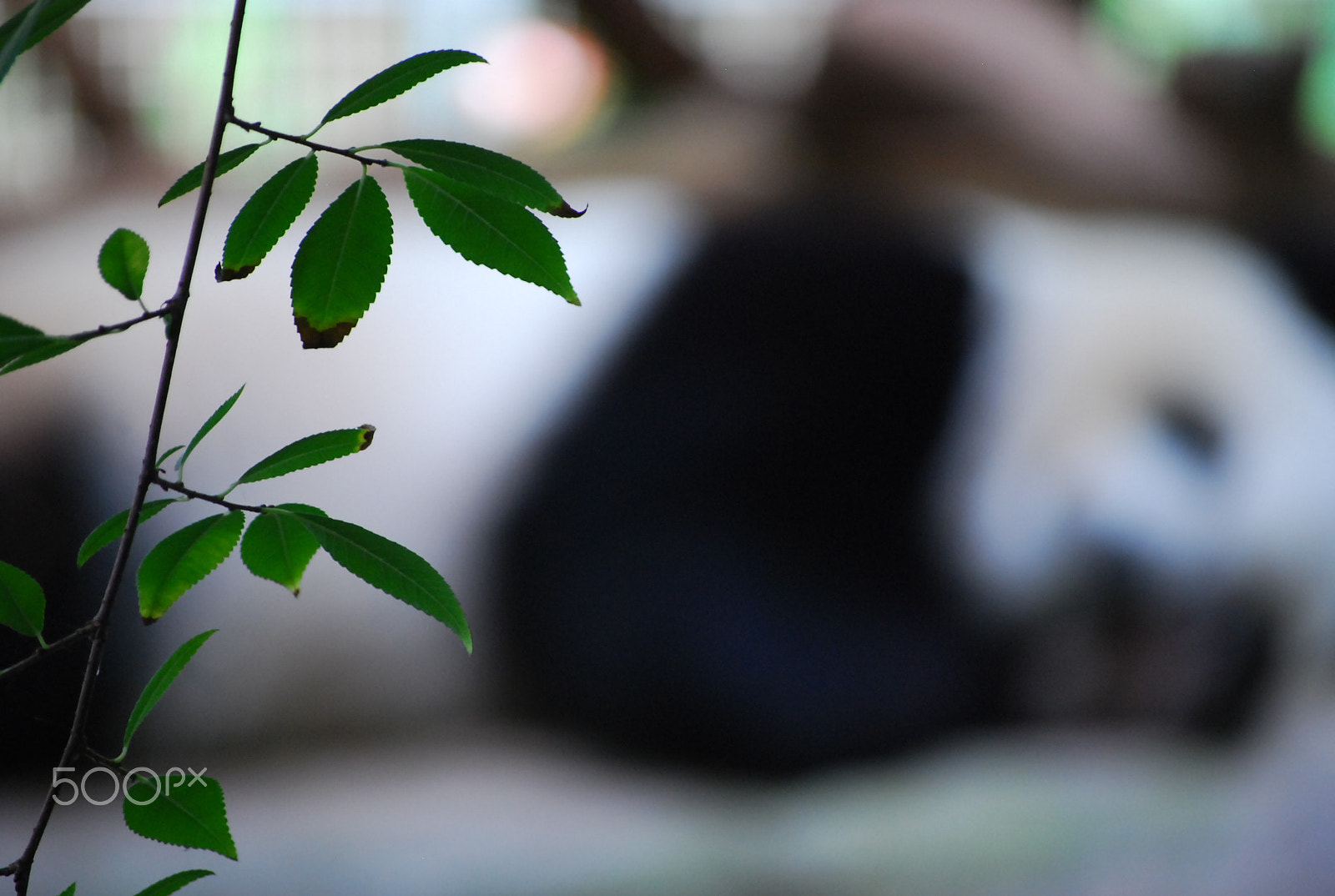 Nikon D80 sample photo. Let sleeping pandas lie photography