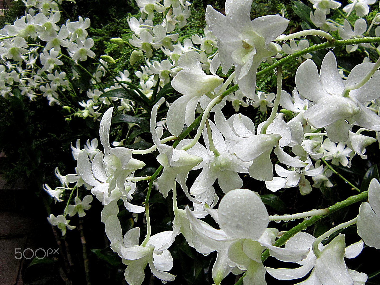 Canon PowerShot SD3500 IS (IXUS 210 / IXY 10S) sample photo. White orchids photography