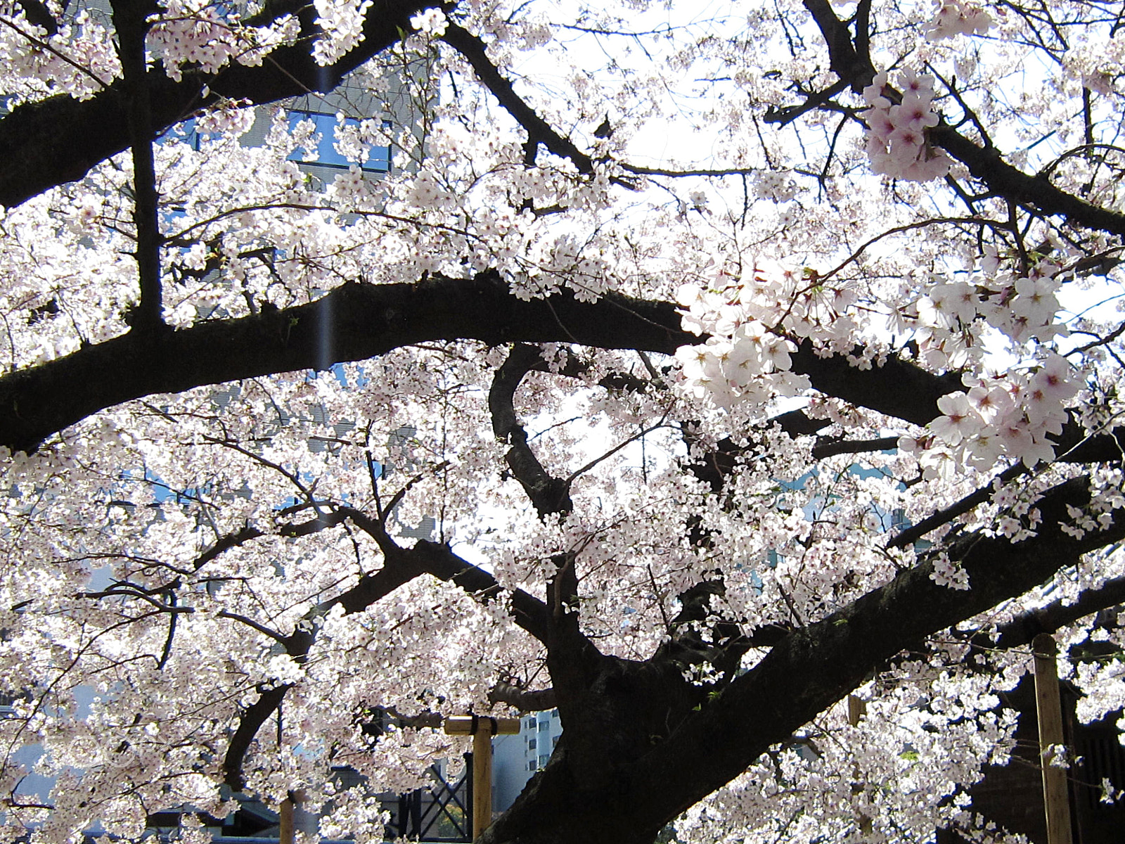 Canon PowerShot SD3500 IS (IXUS 210 / IXY 10S) sample photo. Cherry blossoms photography