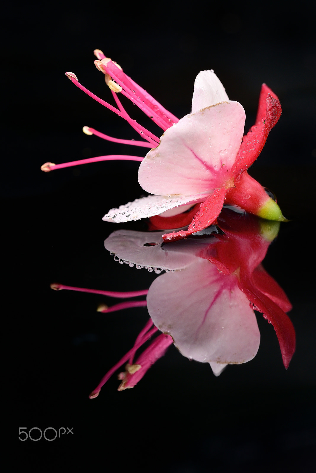 Sigma 150mm F2.8 EX DG Macro HSM sample photo. Reflection photography