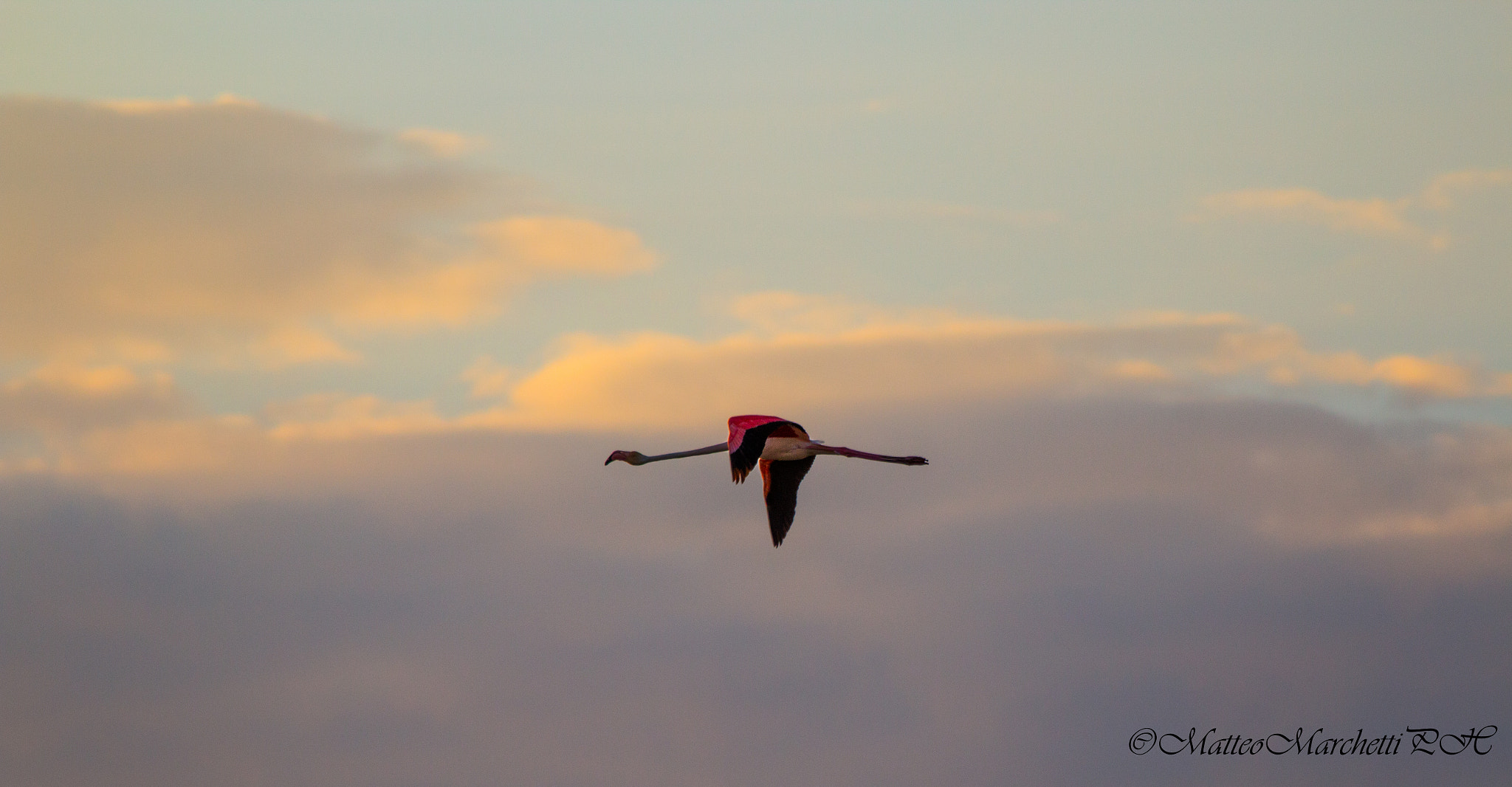 Canon EF 70-300mm F4-5.6 IS USM sample photo. Flamingo... photography