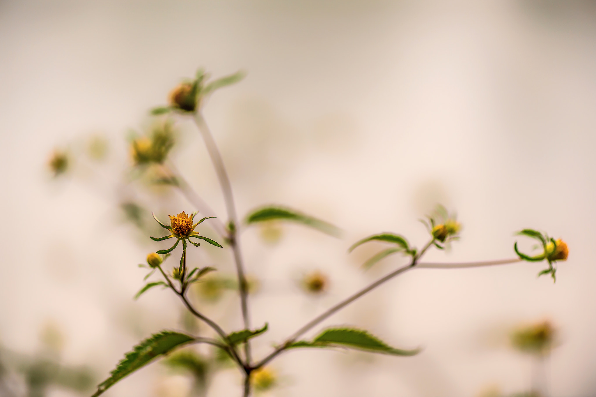 Nikon D4S sample photo. Park details photography