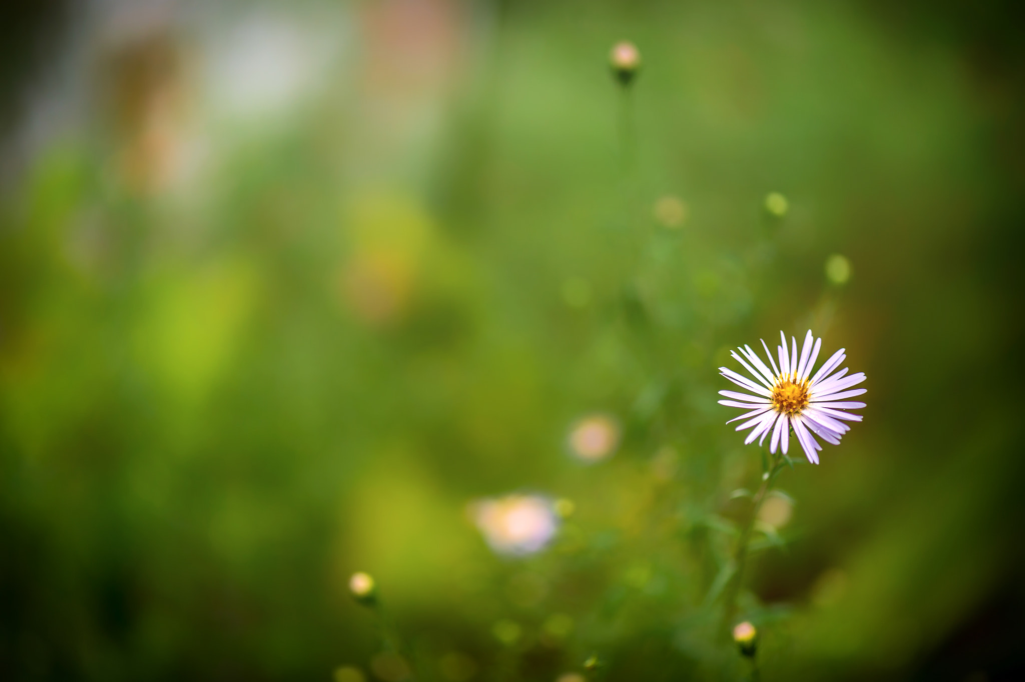 Nikon D4S sample photo. Park details photography