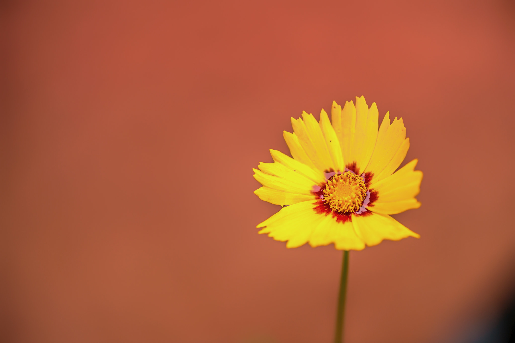 Nikon D4S sample photo. Park details photography