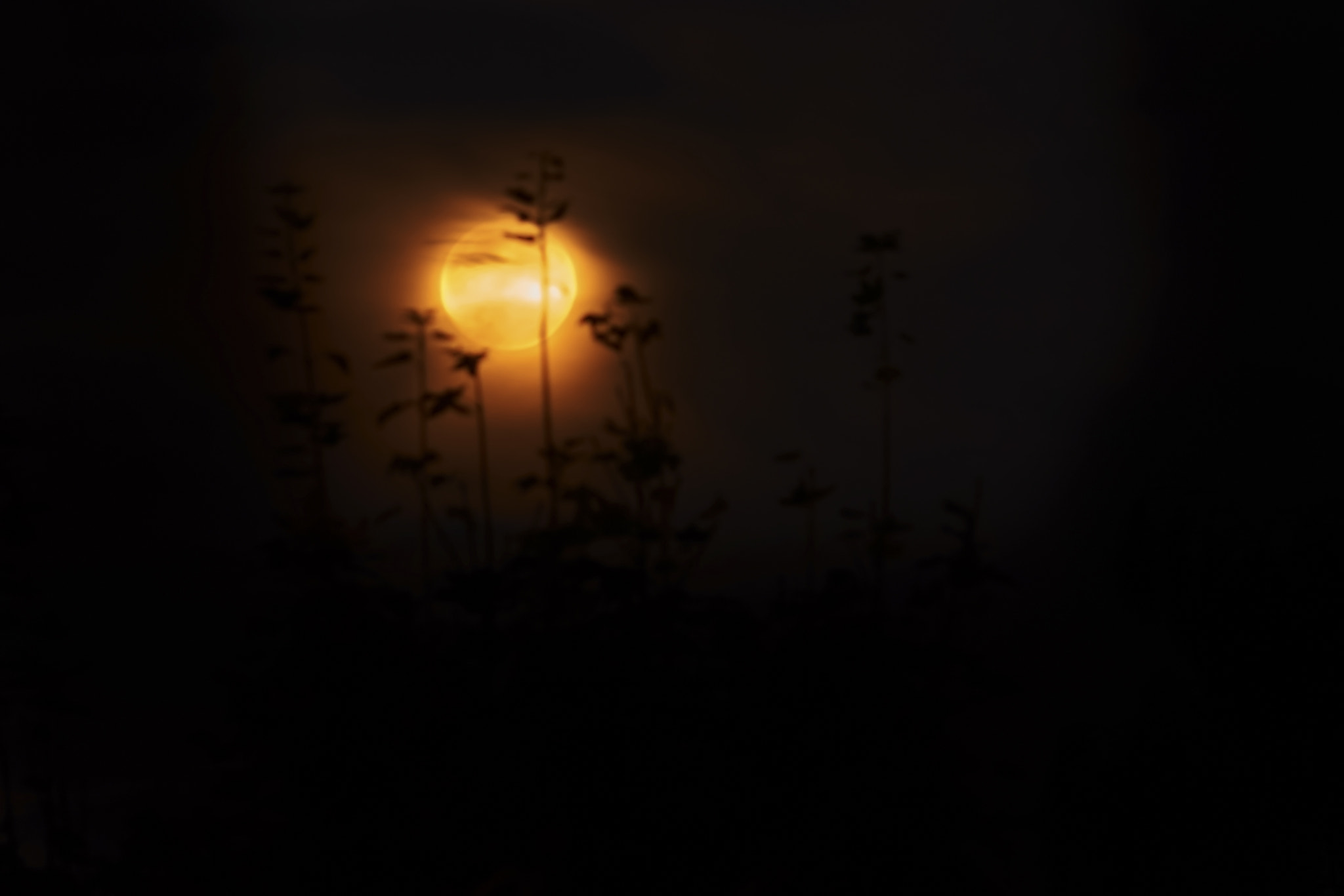 Sony Sonnar T* 135mm F1.8 ZA sample photo. Dsc photography