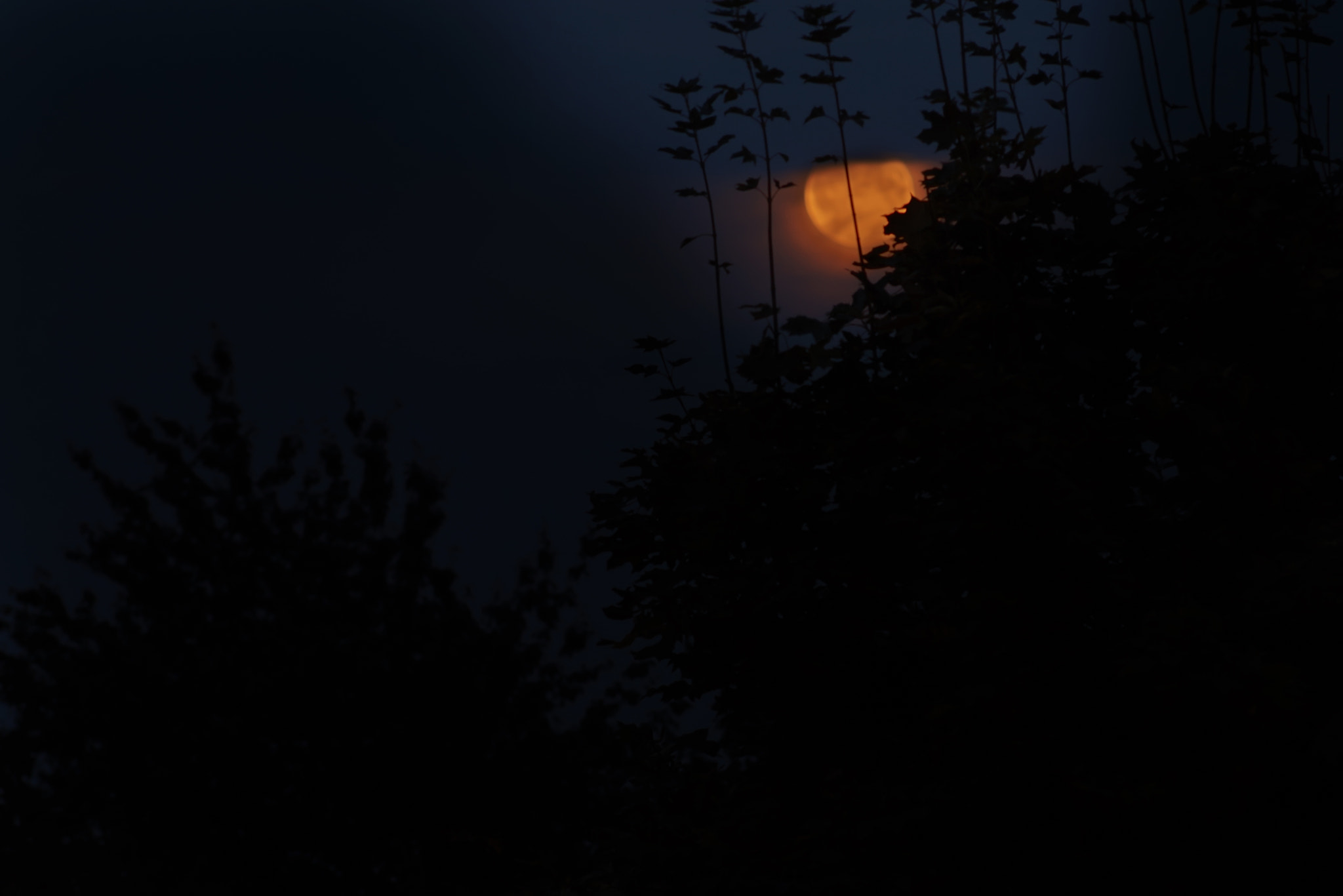 Sony Sonnar T* 135mm F1.8 ZA sample photo. Dsc photography