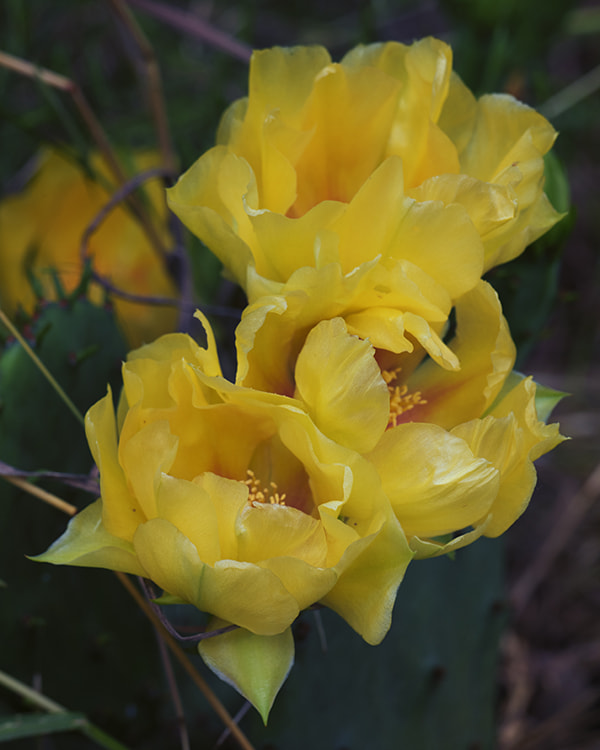 Nikon D810 sample photo. Yellow roses of texas photography