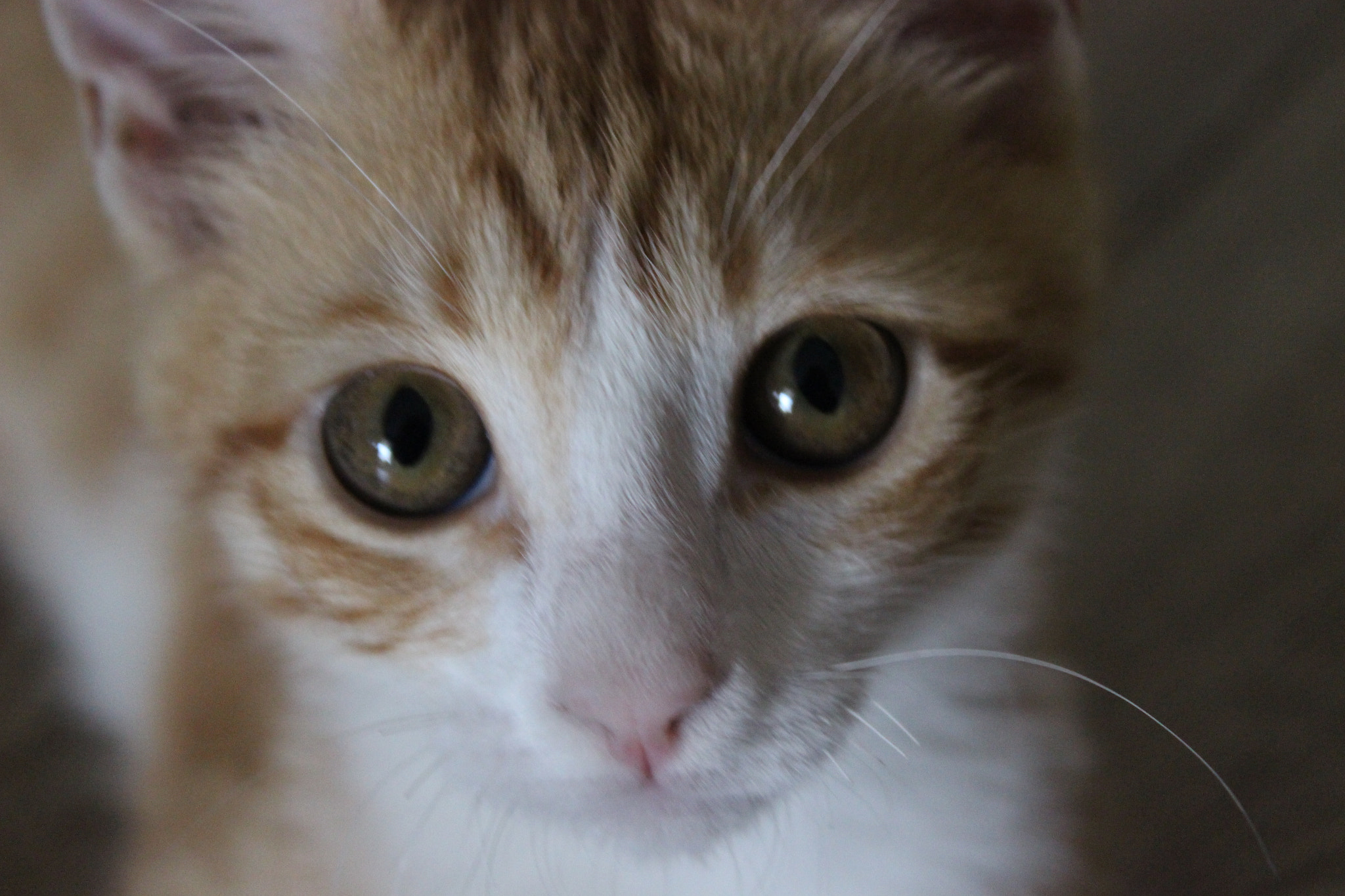 Canon EOS 100D (EOS Rebel SL1 / EOS Kiss X7) sample photo. The cat photography