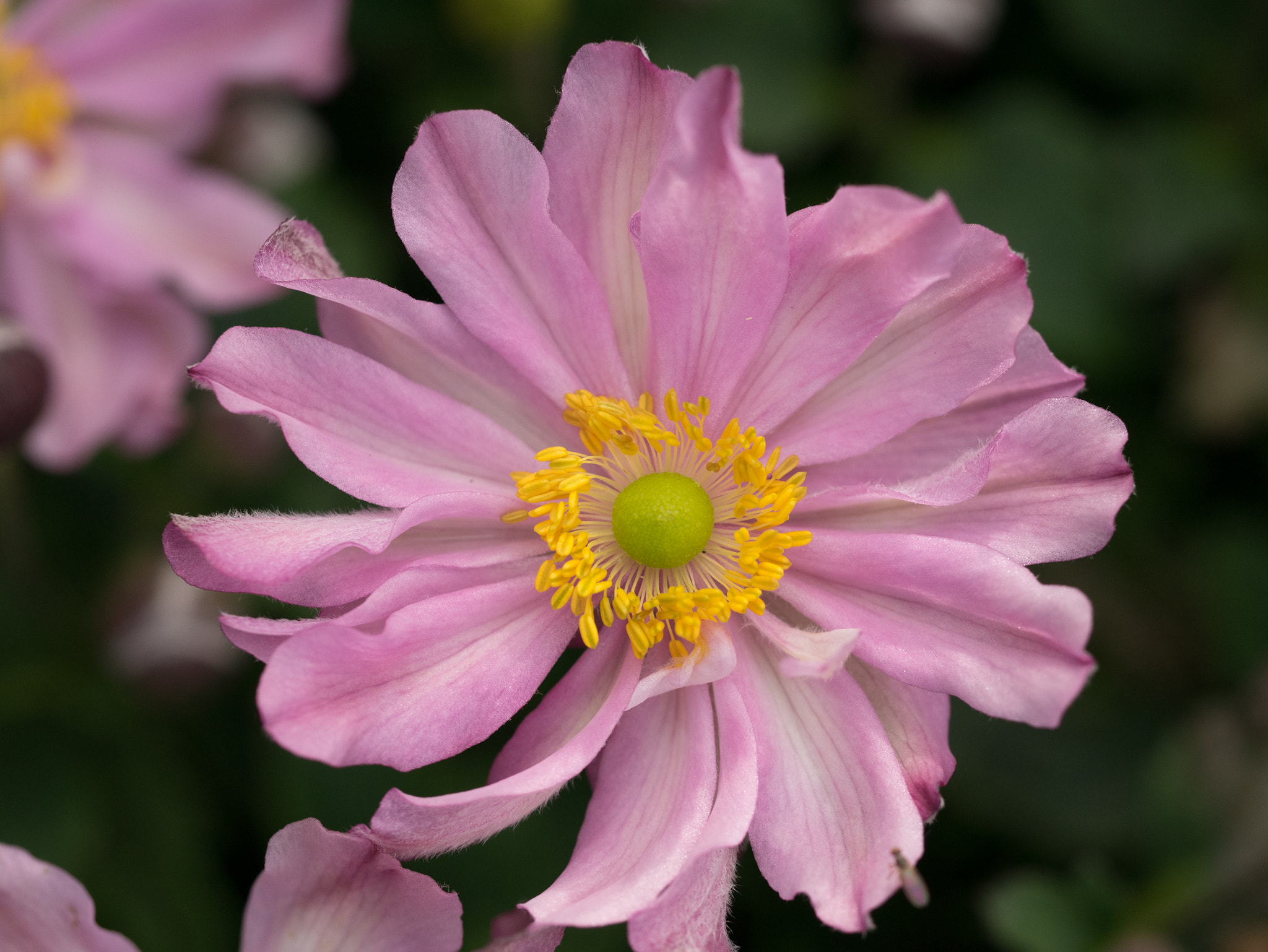 Panasonic Lumix DMC-GM1 sample photo. Floral windmill photography