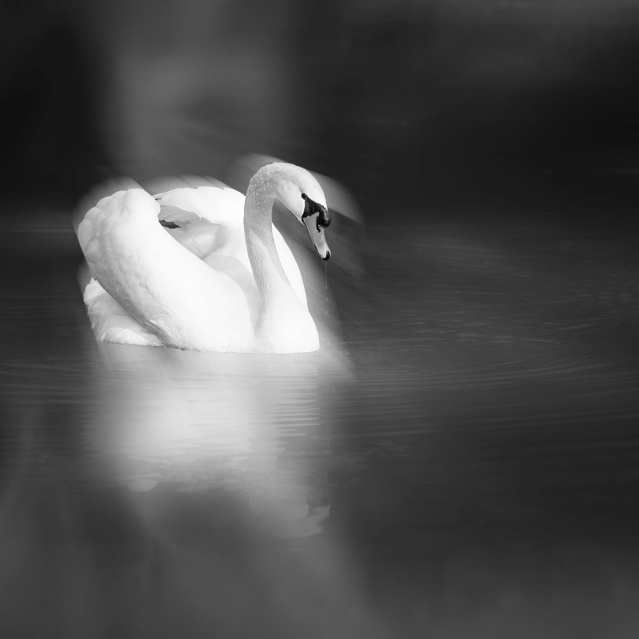 Hasselblad H5D sample photo. Monochrome swan photography