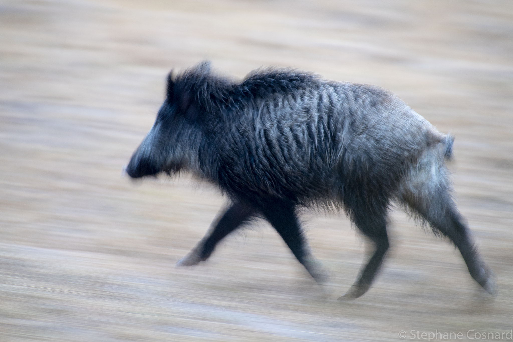 Nikon AF-S Nikkor 300mm F2.8G ED VR II sample photo. Safari's sanglier :) photography