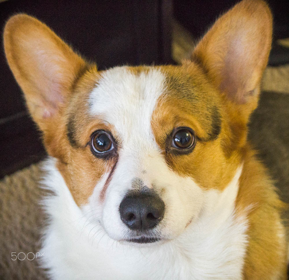 Sony SLT-A35 + Sony DT 18-55mm F3.5-5.6 SAM sample photo. Toby photography