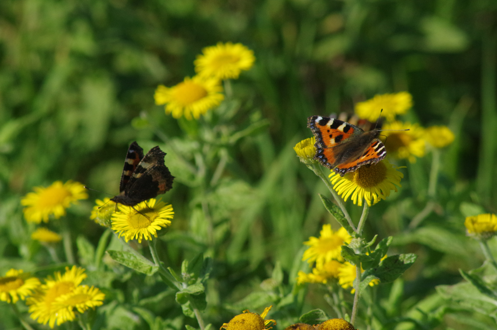 Pentax K-3 + Tamron AF 70-300mm F4-5.6 Di LD Macro sample photo. Brace of beauties photography