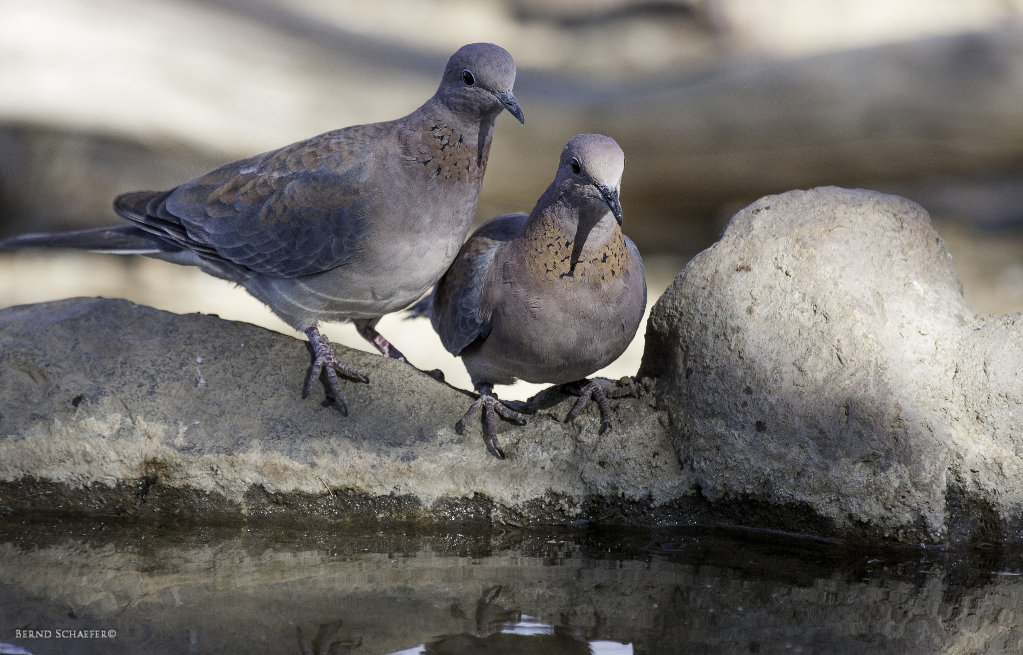 Canon EF 100-400mm F4.5-5.6L IS USM sample photo. Laughing doves (senegaltauben) photography