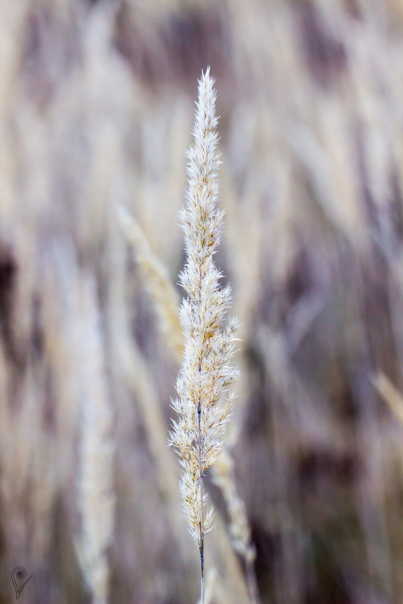 Canon EOS 600D (Rebel EOS T3i / EOS Kiss X5) + Canon EF 100mm F2.8L Macro IS USM sample photo. Grass on the field photography