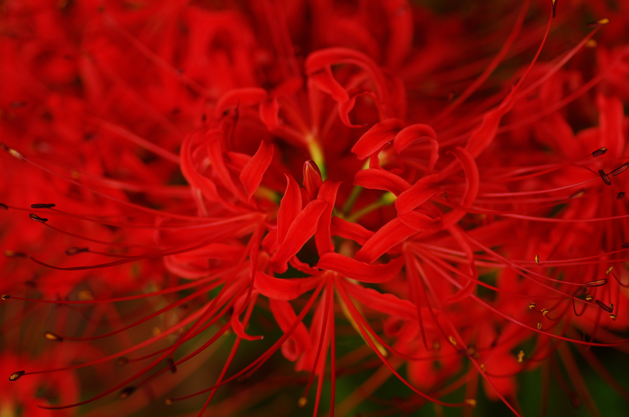 Pentax K-5 sample photo. Cluster amaryllis photography