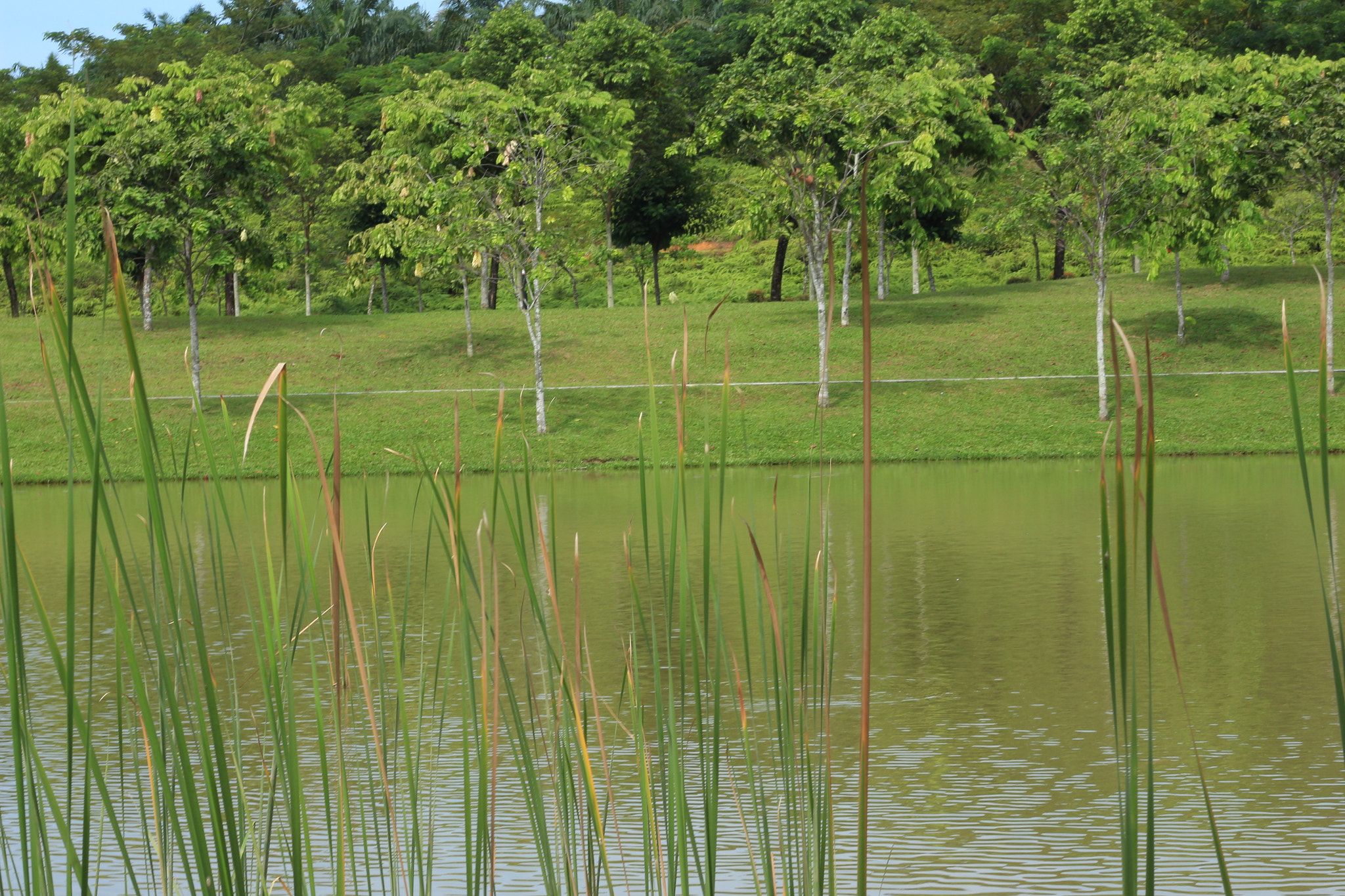 Canon EOS 700D (EOS Rebel T5i / EOS Kiss X7i) sample photo. Img photography