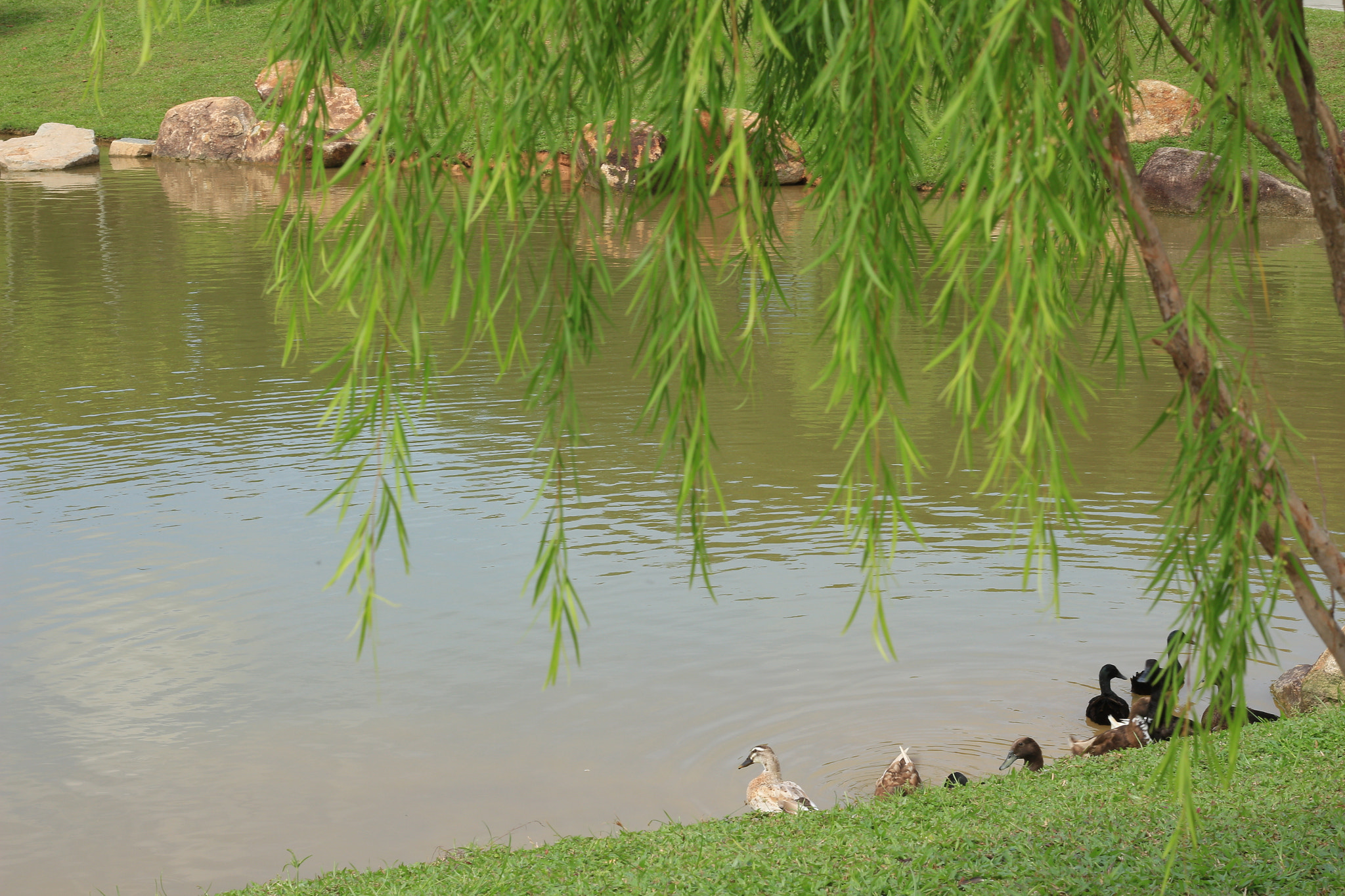 Canon EOS 700D (EOS Rebel T5i / EOS Kiss X7i) sample photo. Img photography