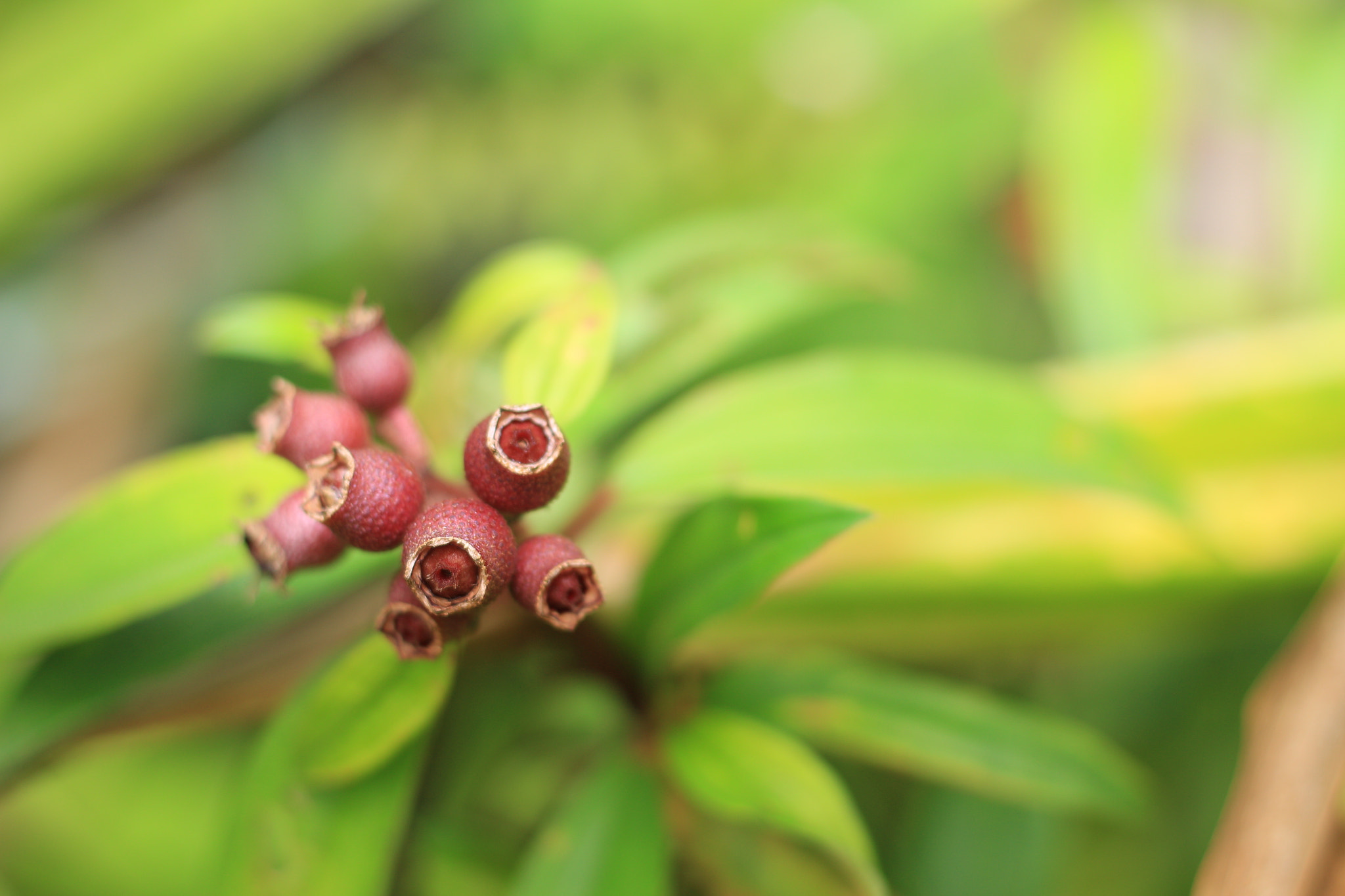 Canon EOS 700D (EOS Rebel T5i / EOS Kiss X7i) sample photo. Img photography